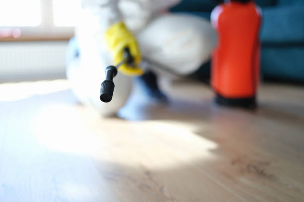 Best Basement Mold Removal  in Lakeland, GA