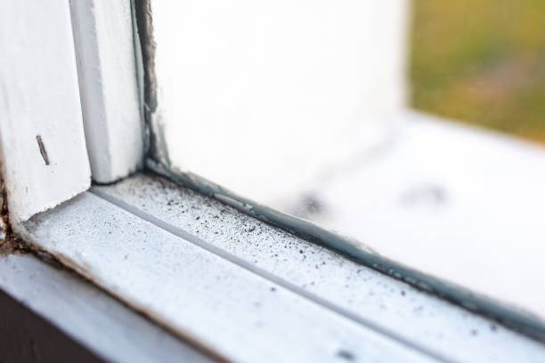 Best Mold Prevention Services  in Lakeland, GA